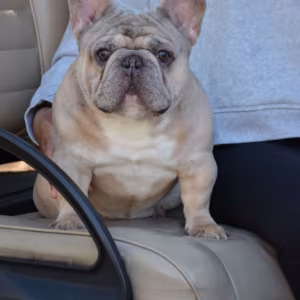 Playful AKC French Bulldog puppies in Georgia, ready to join your h...