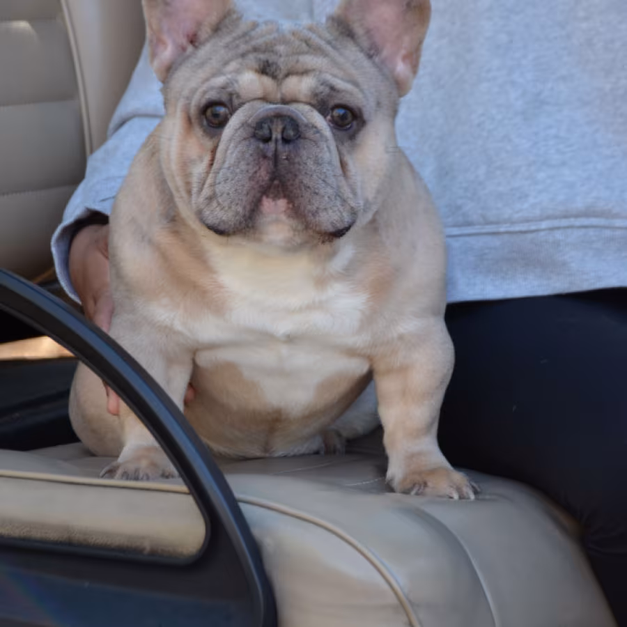 Playful AKC French Bulldog puppies in Georgia, ready to join your h...
