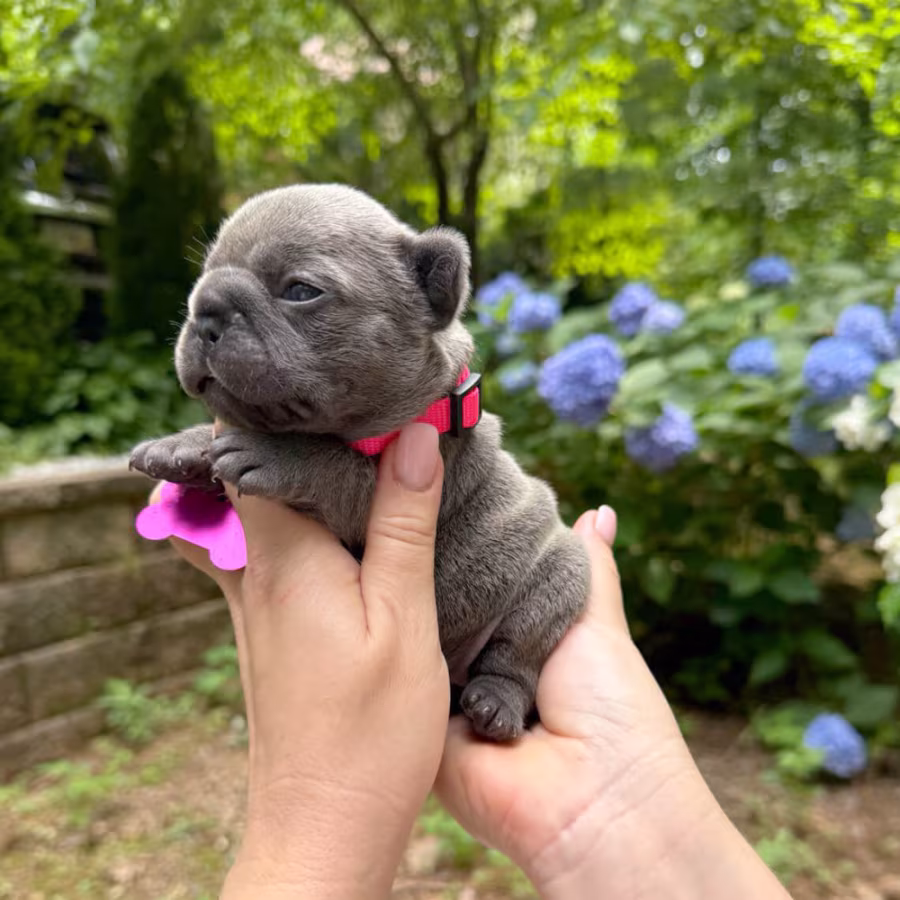 Healthy AKC French Bulldog puppies in Georgia, perfect for your fam...