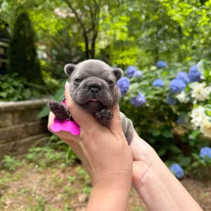 Healthy AKC French Bulldog puppies in Georgia, perfect for your fam...