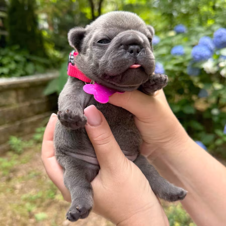 Healthy AKC French Bulldog puppies in Georgia, perfect for your fam...