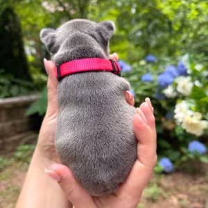 Healthy AKC French Bulldog puppies in Georgia, perfect for your fam...