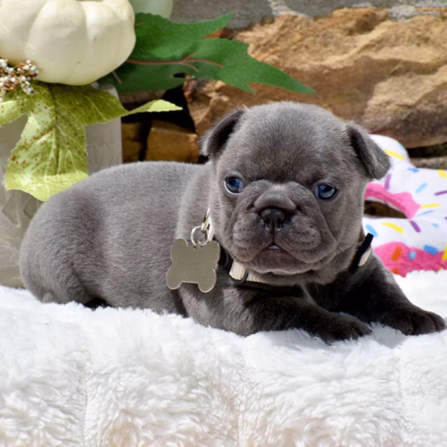 Friendly AKC French Bulldog puppies in Georgia, available now for l...