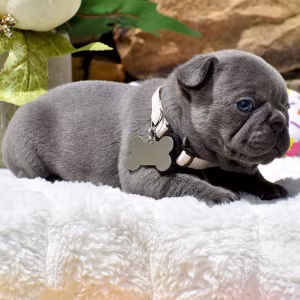 Friendly AKC French Bulldog puppies in Georgia, available now for l...