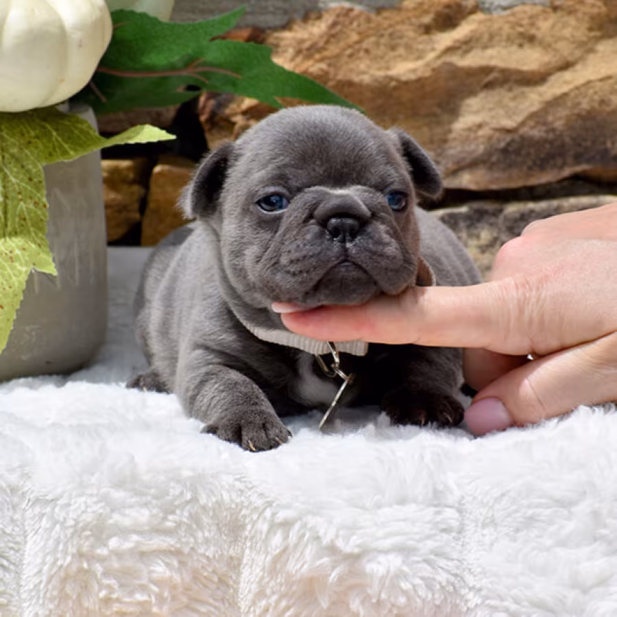Friendly AKC French Bulldog puppies in Georgia, available now for l...