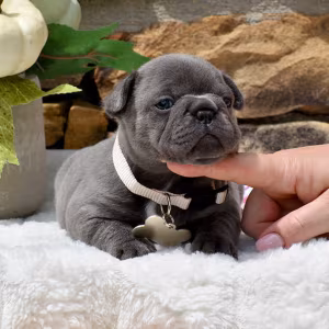 Friendly AKC French Bulldog puppies in Georgia, available now for l...