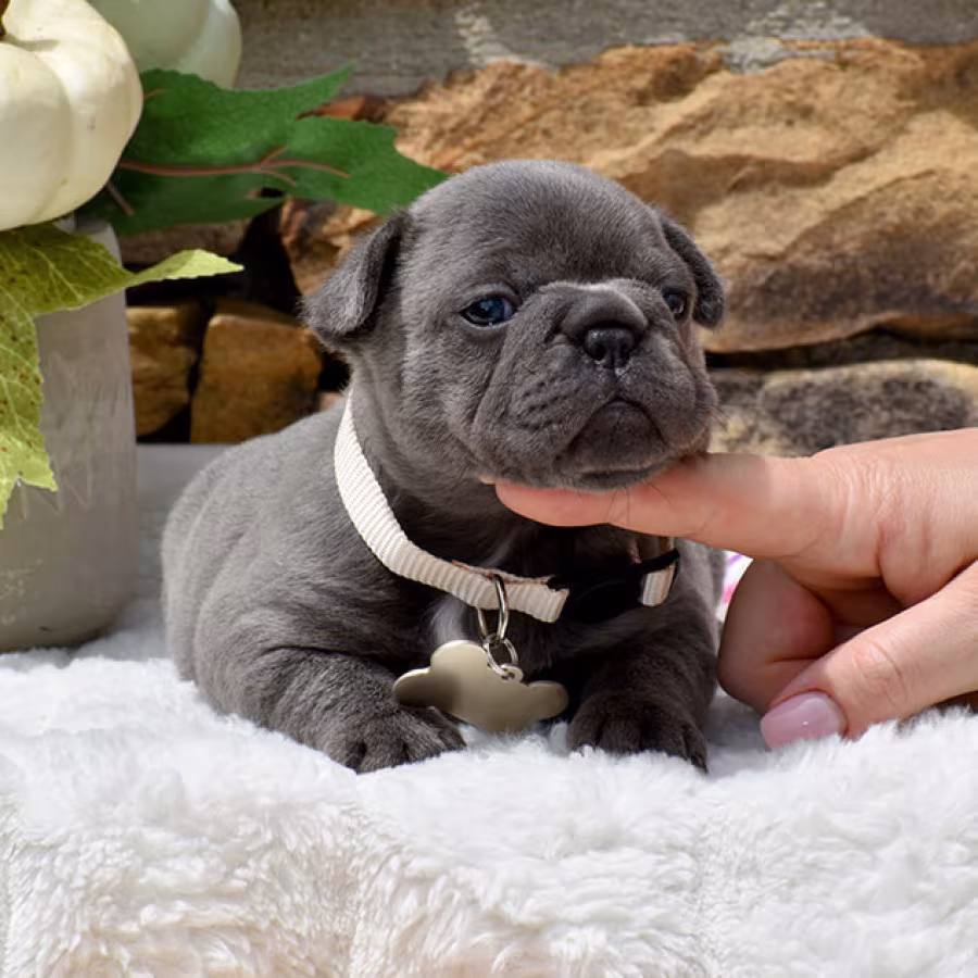 Friendly AKC French Bulldog puppies in Georgia, available now for l...