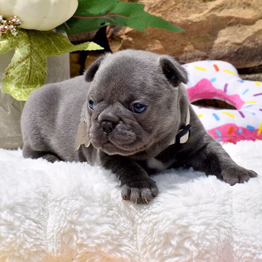 Friendly AKC French Bulldog puppies in Georgia, available now for l...