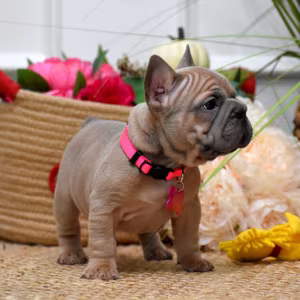 Beautiful AKC French Bulldog puppies in Georgia, waiting for caring...