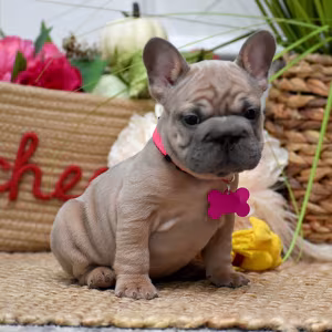 Beautiful AKC French Bulldog puppies in Georgia, waiting for caring...