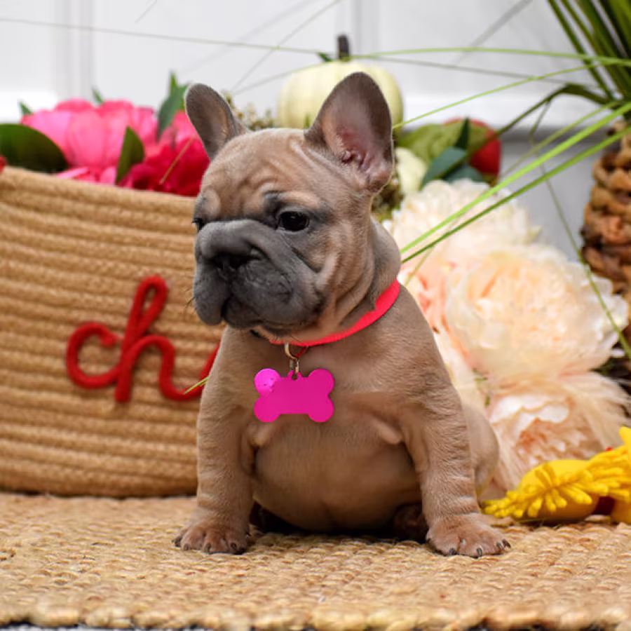 Beautiful AKC French Bulldog puppies in Georgia, waiting for caring...