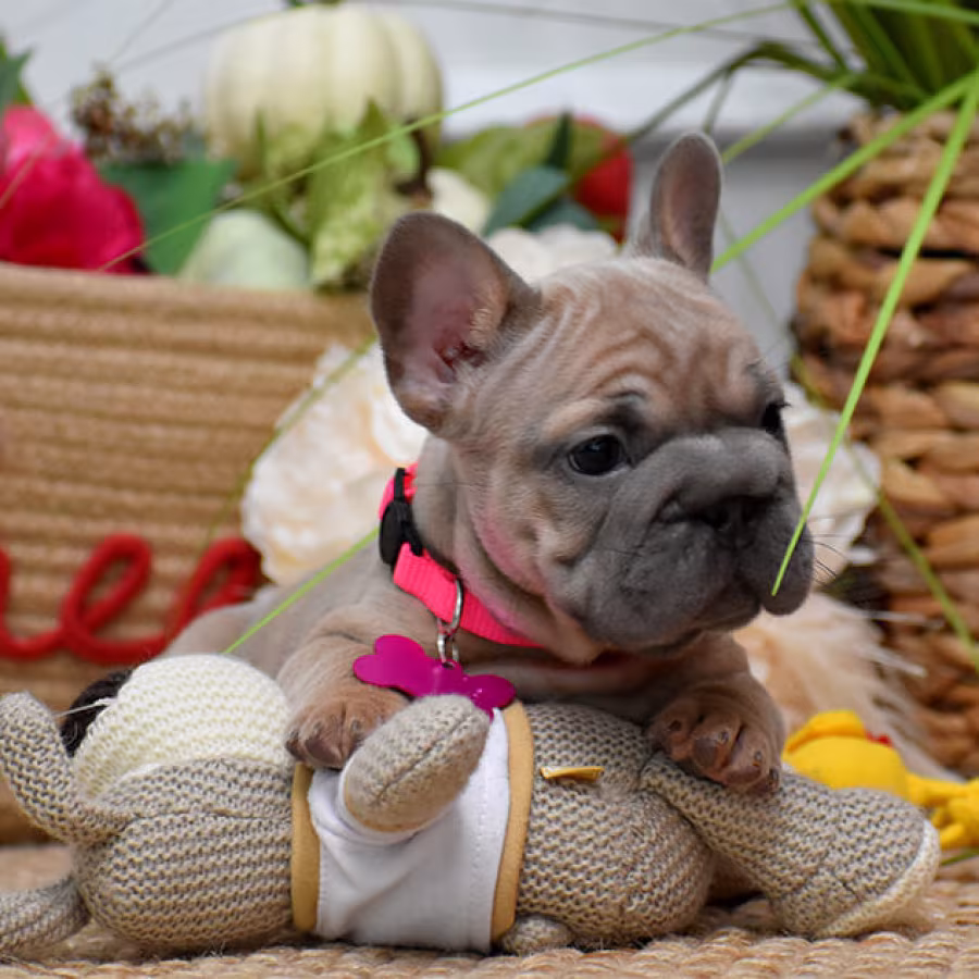 Beautiful AKC French Bulldog puppies in Georgia, waiting for caring...