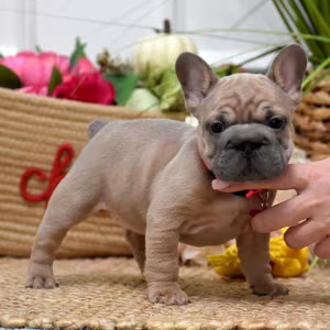 Beautiful AKC French Bulldog puppies in Georgia, waiting for caring...