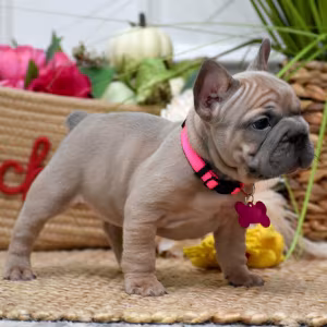 Beautiful AKC French Bulldog puppies in Georgia, waiting for caring...