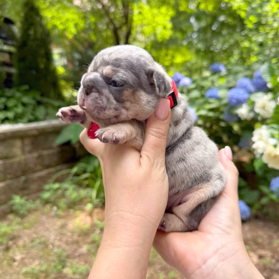 Adorable AKC French Bulldog Puppies Ready for Loving Homes!