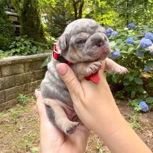 Adorable AKC French Bulldog Puppies Ready for Loving Homes!