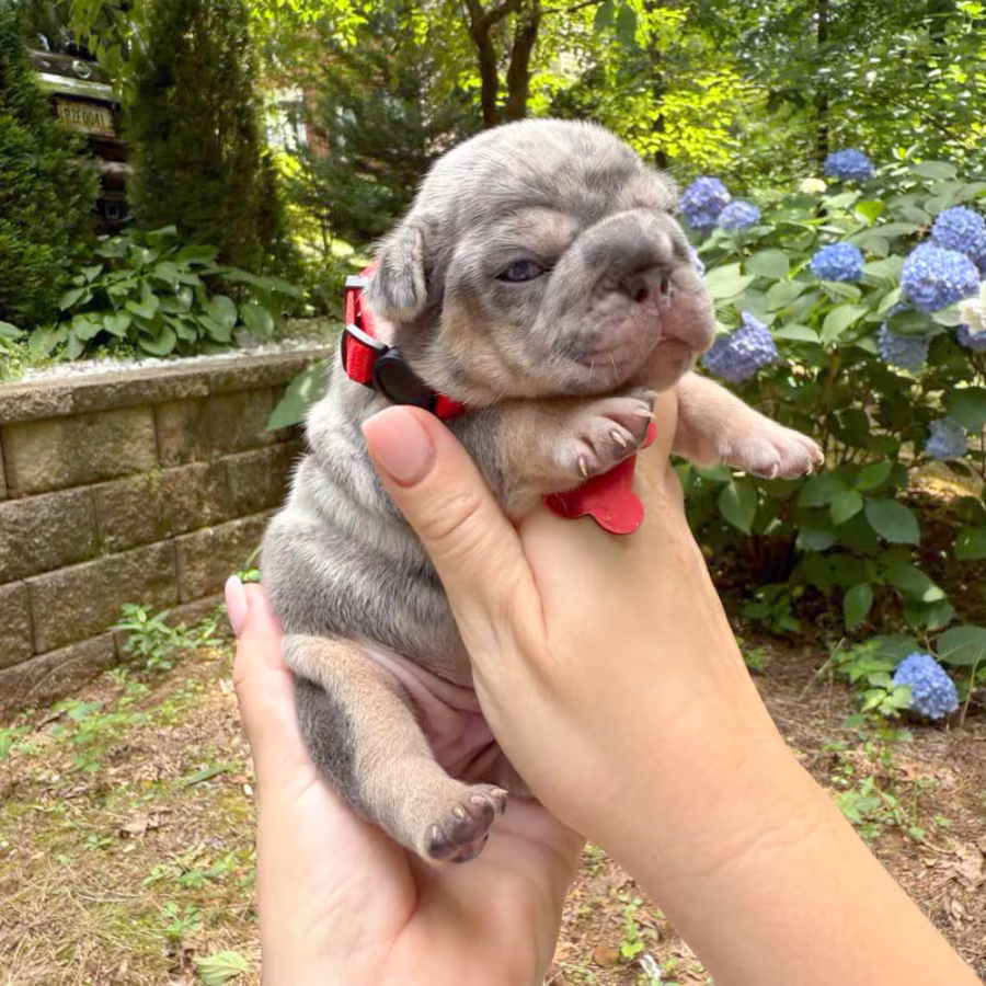 Adorable AKC French Bulldog Puppies Ready for Loving Homes!