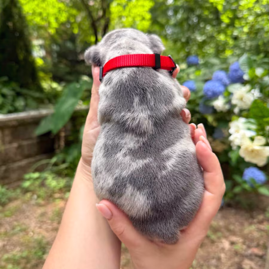 Adorable AKC French Bulldog Puppies Ready for Loving Homes!