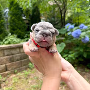 Adorable AKC French Bulldog Puppies Ready for Loving Homes!