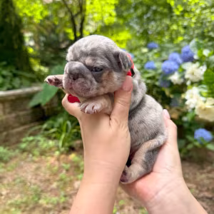Adorable AKC French Bulldog Puppies Ready for Loving Homes!
