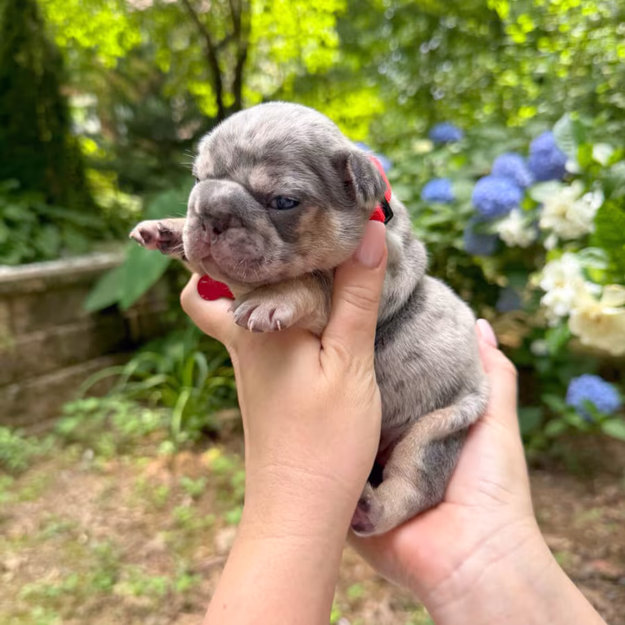 Adorable AKC French Bulldog Puppies Ready for Loving Homes!