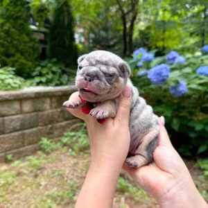 Adorable AKC French Bulldog Puppies Ready for Loving Homes!