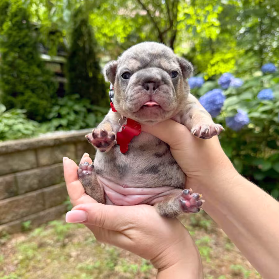 Adorable AKC French Bulldog Puppies Ready for Loving Homes!
