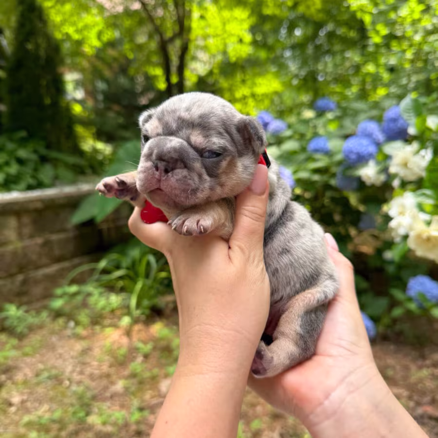 Adorable AKC French Bulldog Puppies Ready for Loving Homes!