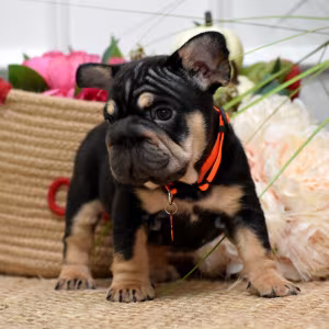 Charming AKC French Bulldog puppies in Georgia, looking for forever...