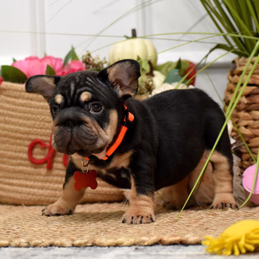 Charming AKC French Bulldog puppies in Georgia, looking for forever...