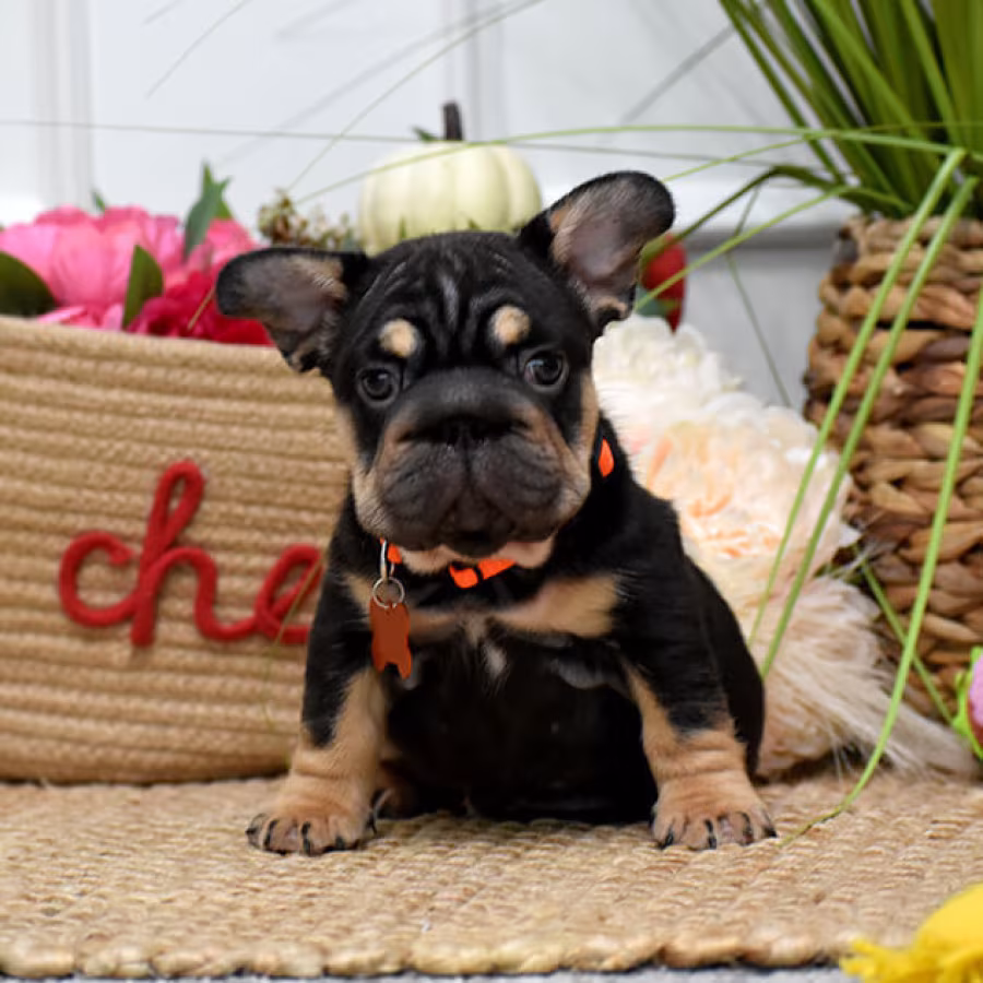 Charming AKC French Bulldog puppies in Georgia, looking for forever...