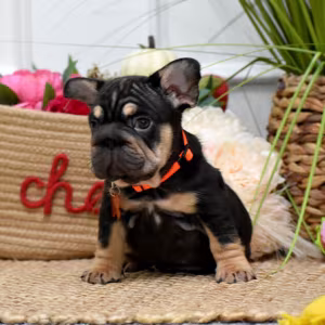 Charming AKC French Bulldog puppies in Georgia, looking for forever...