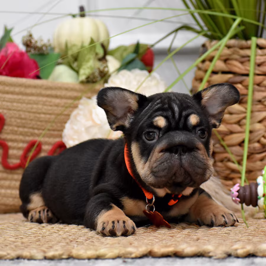 Charming AKC French Bulldog puppies in Georgia, looking for forever...