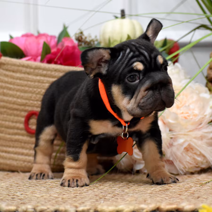 Charming AKC French Bulldog puppies in Georgia, looking for forever...