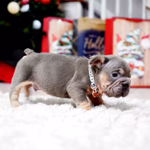 Male Blue Tan. This will be a great Christmas gift.