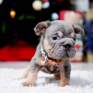 Male Blue Tan. This will be a great Christmas gift.