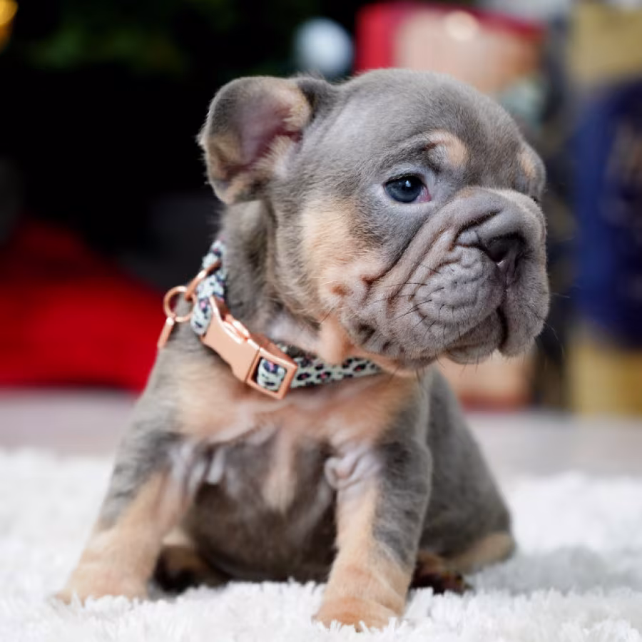 Male Blue Tan. This will be a great Christmas gift.