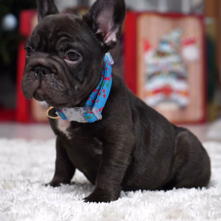 Male Chocolate. Ready to Go