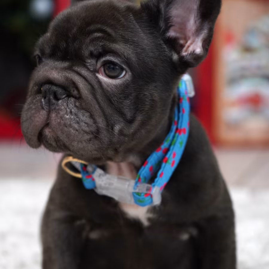 Male Chocolate. Ready to Go