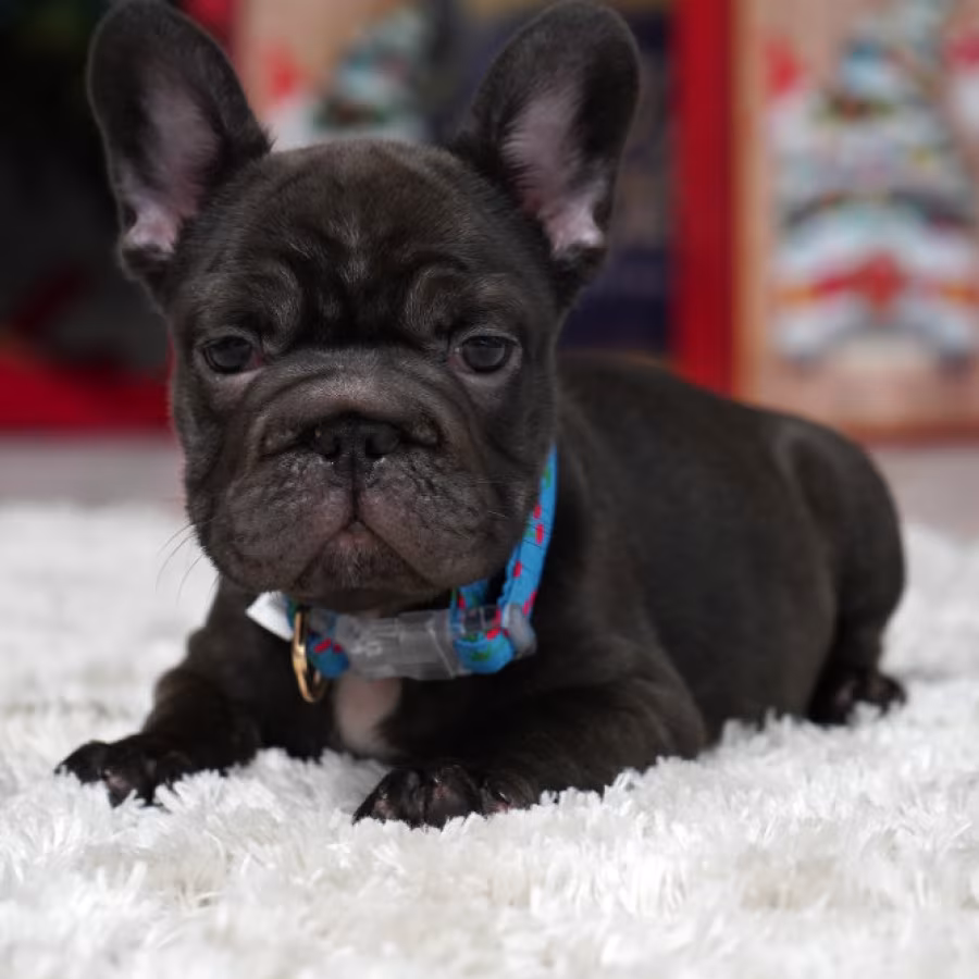 Male Chocolate. Ready to Go