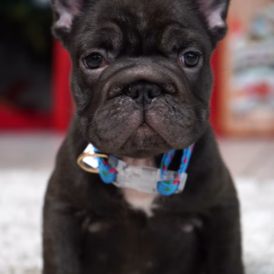 Male Chocolate. Ready to Go