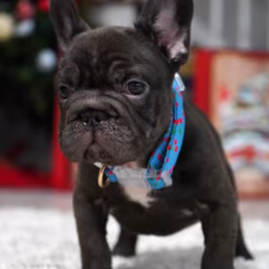 Male Chocolate. Ready to Go