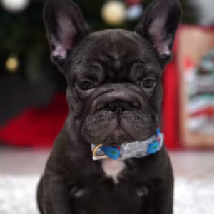 Male Chocolate. Ready to Go