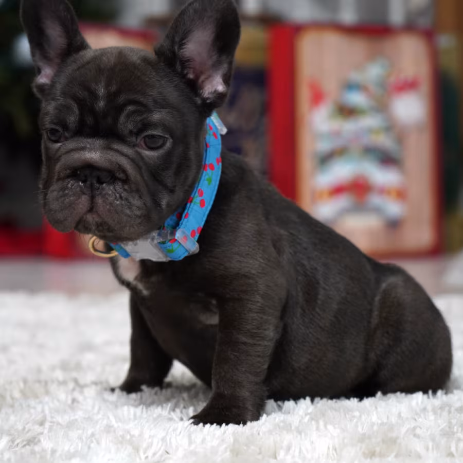Male Chocolate. Ready to Go