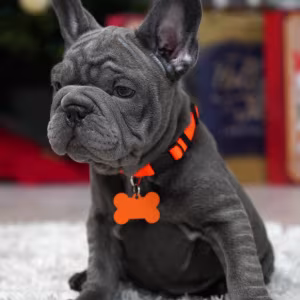 Female Blue. Ready to Go