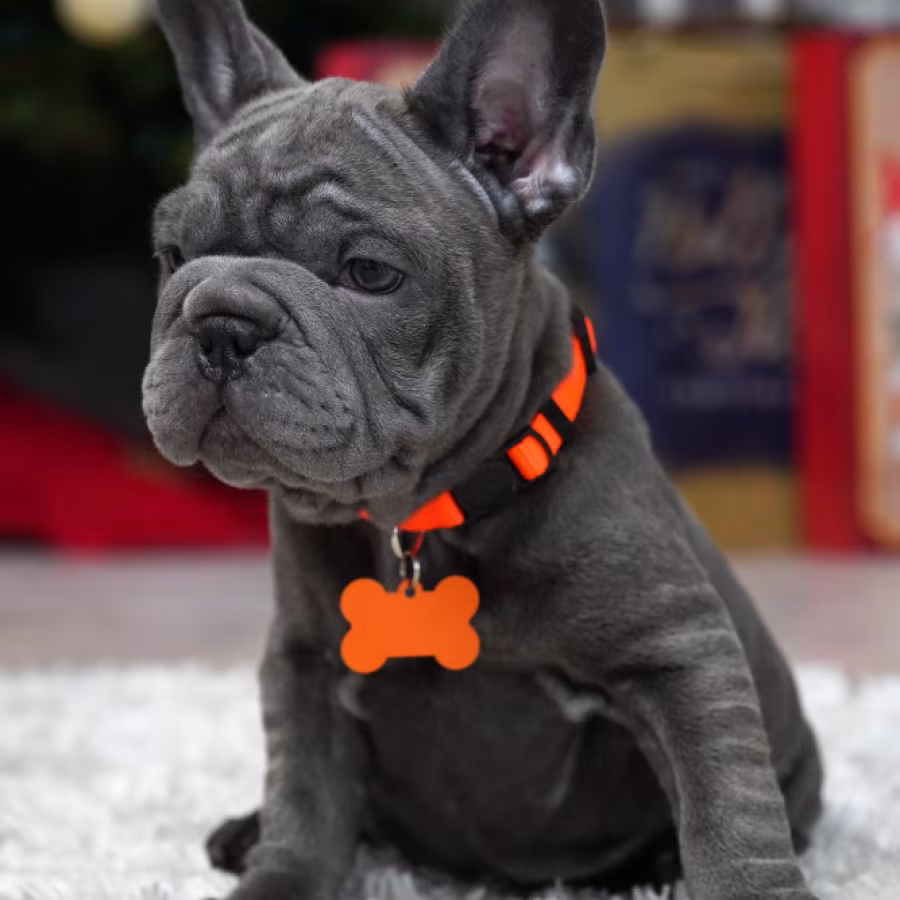Female Blue. Ready to Go