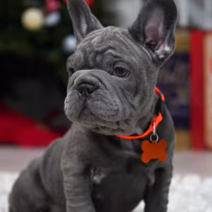 Female Blue. Ready to Go