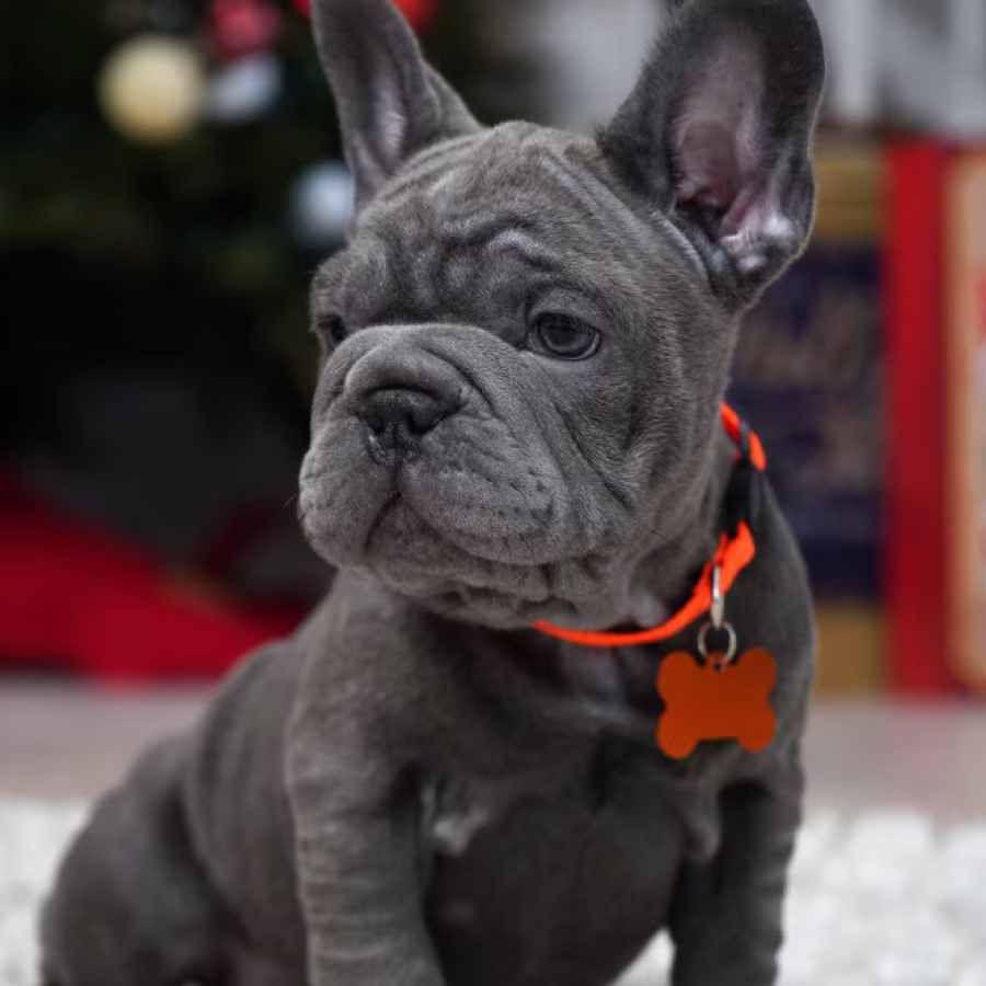 Female Blue. Ready to Go