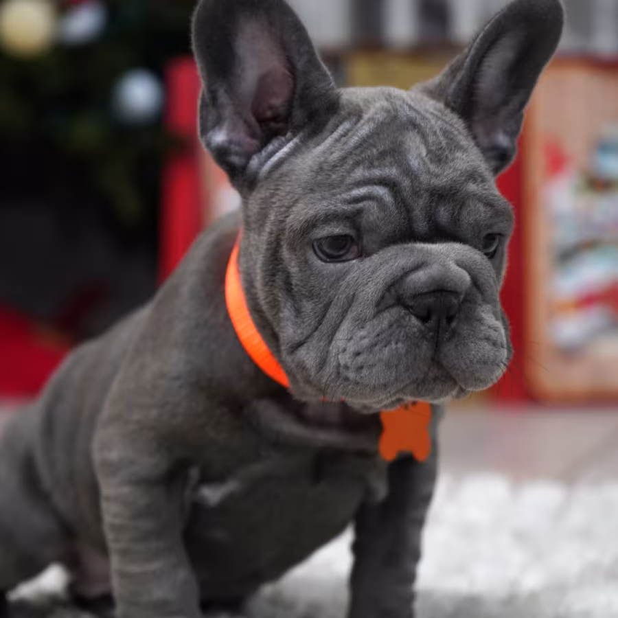 Female Blue. Ready to Go