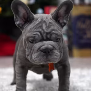 Female Blue. Ready to Go